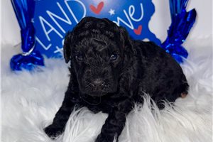 Paige - Poodle, Toy for sale