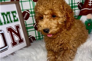 Pablo - Poodle, Toy for sale