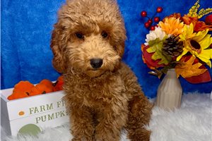 Pablo - puppy for sale
