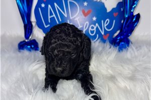 Pacino - puppy for sale