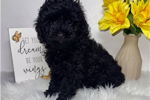 Pacino - Poodle, Toy for sale
