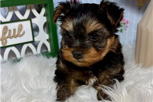 Benji - Yorkshire Terrier - Yorkie for sale