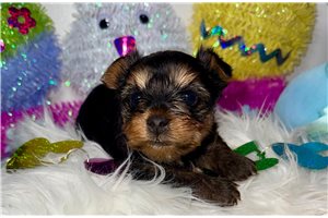 Benji - Yorkshire Terrier - Yorkie for sale