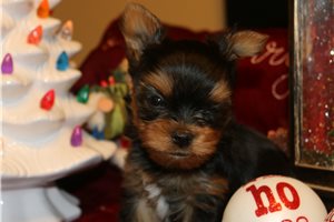 Luc - Yorkshire Terrier - Yorkie for sale