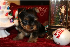 Louie - Yorkshire Terrier - Yorkie for sale