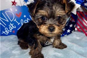 Benji - Yorkshire Terrier - Yorkie for sale