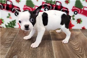 Sycamore - puppy for sale
