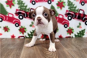 Sega - Boston Terrier for sale