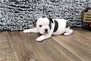 Sycamore - Boston Terrier for sale