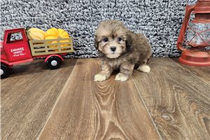 Orchid - Shih-Poo - Shihpoo for sale