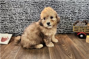 Opal - Shih-Poo - Shihpoo for sale