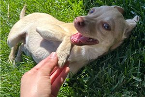 Georgie - Chihuahua for sale