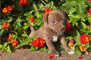 Holly - puppy for sale