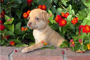 Hunter - puppy for sale