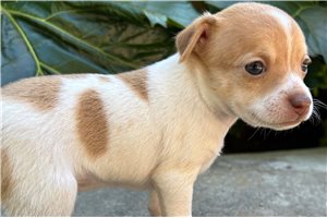 Catarina - puppy for sale