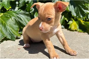 Cleo - Chihuahua for sale
