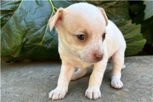 Cadet - Chihuahua for sale