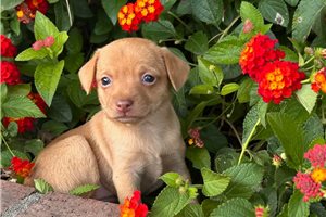 Hillary - Chihuahua for sale