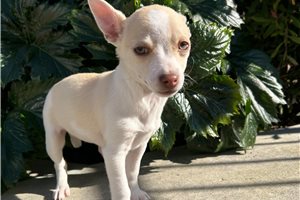 Ginny - puppy for sale