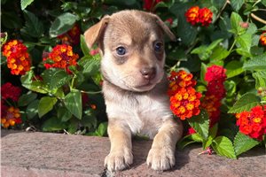 Hannah - puppy for sale
