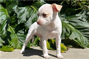 Cadet - Chihuahua for sale