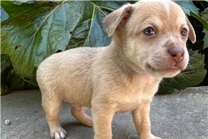 Cameron - Chihuahua for sale