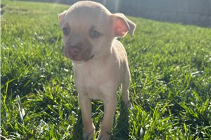 Gibson - puppy for sale