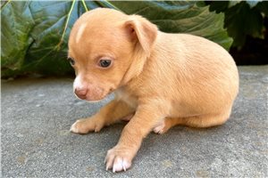 Cleo - Chihuahua for sale