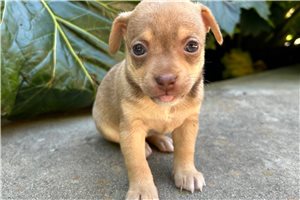 Caroline - Chihuahua for sale