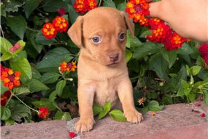 Hermione - puppy for sale