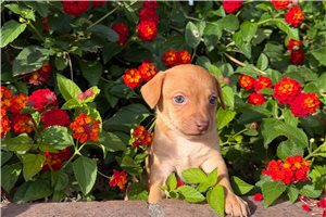 Henry - puppy for sale