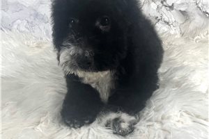 Madelyn - puppy for sale