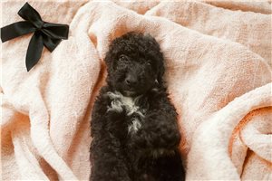 Mateo - puppy for sale