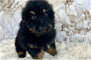 Max - puppy for sale