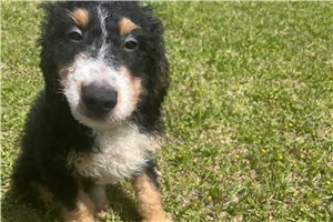 Beamer - puppy for sale