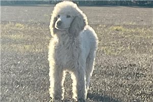 Tiana - Poodle, Standard for sale