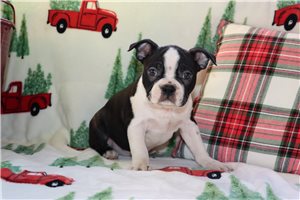 Simon - Boston Terrier for sale