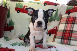 Sandy - Boston Terrier for sale