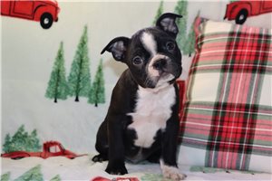 Shiloh - Boston Terrier for sale