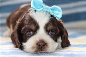 Lucy - Cocker Spaniel for sale