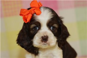 Sierra - puppy for sale