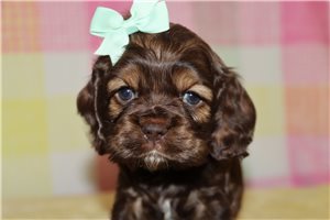 Solara - puppy for sale