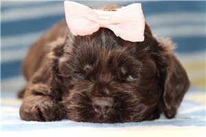Luann - puppy for sale