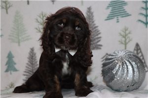 Mikey - Cocker Spaniel for sale