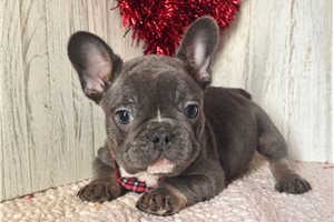 Hank - French Bulldog for sale