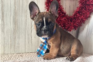 Hopkins - French Bulldog for sale