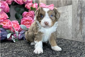 Holly - Bernedoodle, Mini for sale