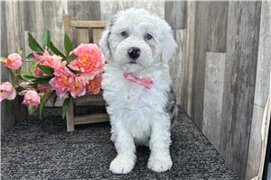 Ethan - Bernedoodle for sale