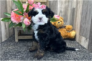 Eleanor - Bernedoodle for sale