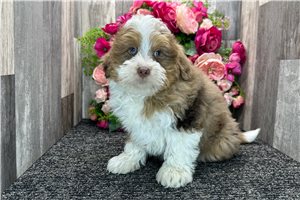 Ezra - Bernedoodle for sale
